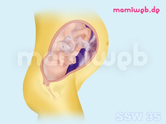 Das Baby im 9. Schwangerschaftsmonat das-baby-im-9-schwangerschaftsmonat