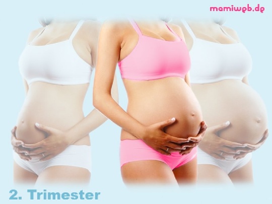 Das zweite Trimester das-zweite-trimester