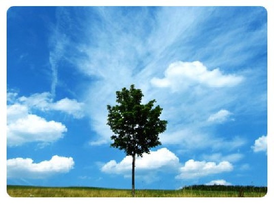 Die Namensfeier. Geburt ohne Taufe begrüßen baum