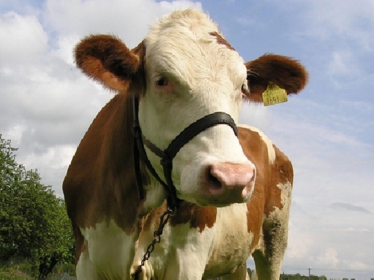 Kuhmilch erst ab dem ersten Jahr kuhmilch