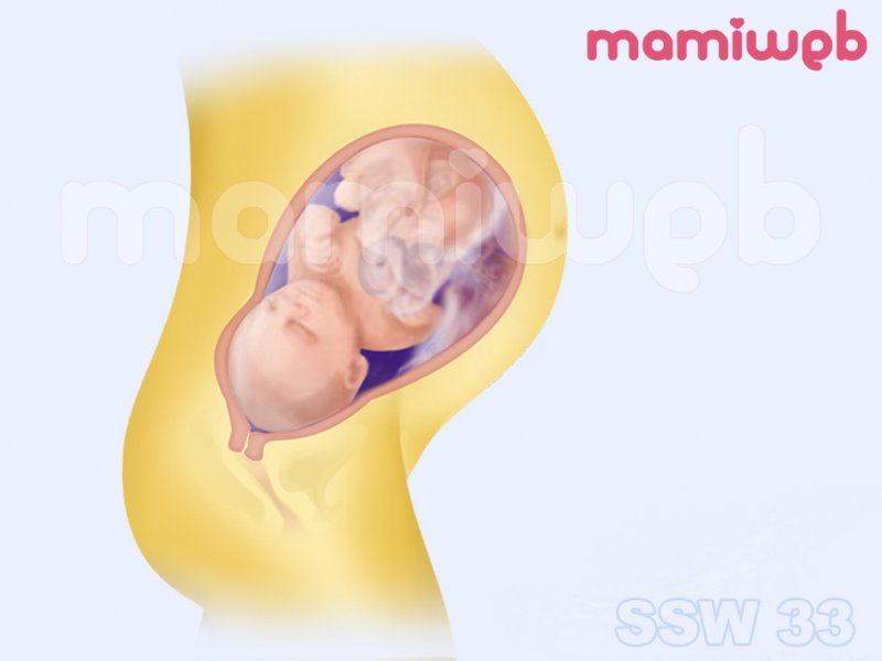 33. Schwangerschaftswoche (33. SSW) Mamiweb.de