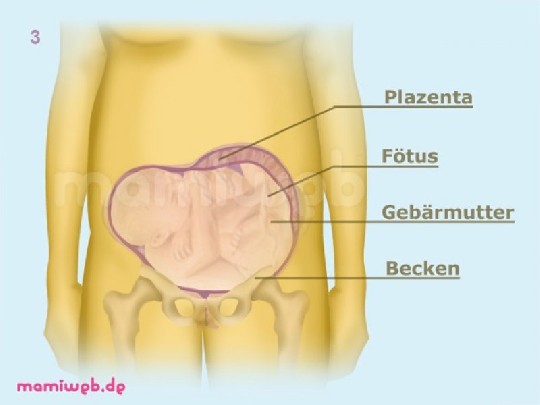 Querlage (QL) im Mutterleib querlage-ql-im-mutterleib