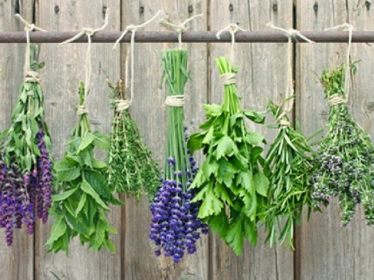 Die Anpflanzung im Garten ist nicht schwer heilkraeuter