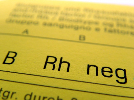 Der Rhesusfaktor ist ein Blutgruppenmerkmal. rhesusunvertraeglichkeit