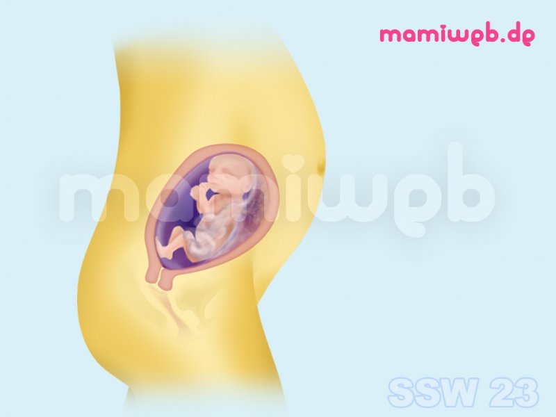 6-schwangerschaftsmonat