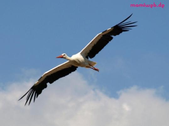Ist der Stroch im Anflug? storch