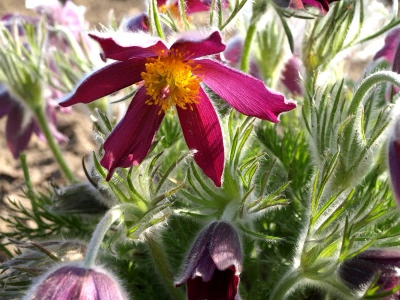 pulsatilla-pratensis