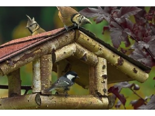 Vögel freuen sich über eine Futtergelegenheit im Winter vogelhaus