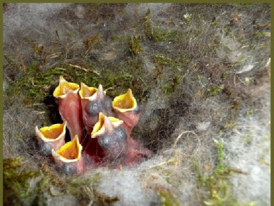 Die kleinen Vögel sind geschlüpft. tierbabys