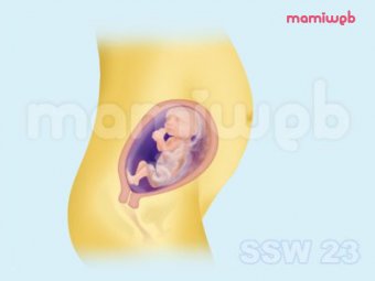 23. Schwangerschaftswoche (23. SSW)