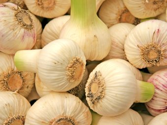 Knoblauch verändert den Geschmack von Muttermilch