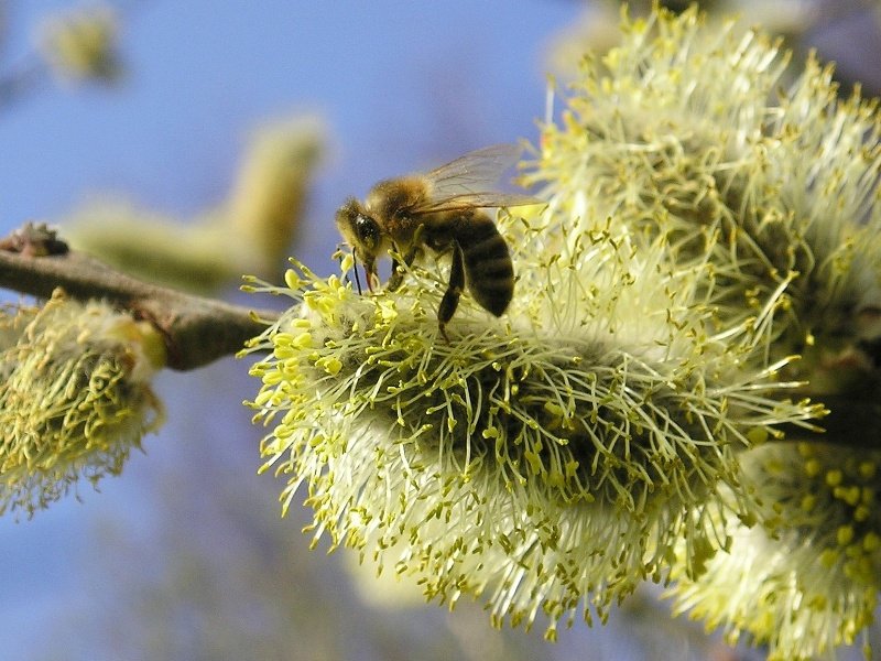 pollen-allergie
