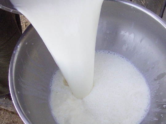 Kuhmilch für Babys? milch