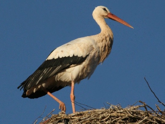 Wann kommt das Baby? storch