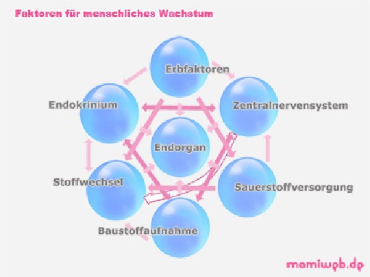Verschiedene Wachstumsfaktoren wachstumsfaktoren