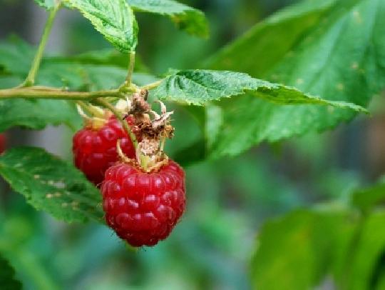 Wirkungsvolles Blatt himbeerblaettertee