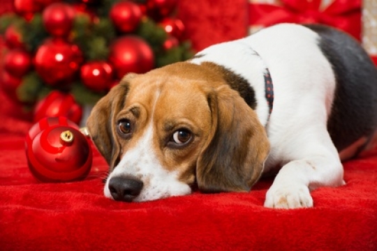 Nach Weihnachten beginnt für viele Tiere eine traurige Zeit. hund-unterm-weihnachtsbaum
