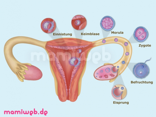 Von der Befruchtung bis zur Einnistung (Nidation). einnistung