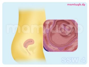 4 Schwangerschaftswoche 4 Ssw Mamiweb De